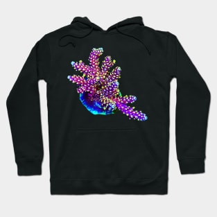 BlueBerry Acro Hoodie